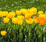 Yellow flowers